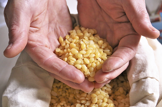 Tapir Wachswaren_iss-tapir-18_bear