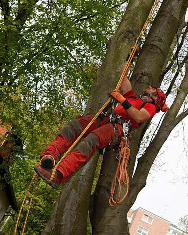 Baumkletterer-beim-Aufstieg-in-eine-Buche_web