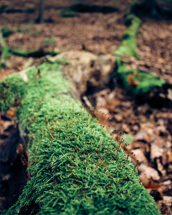WaldFrieden-Hasenwinkel_5d6df9_5afe979186d340f8970b5c8d72e3d454_mv2_web