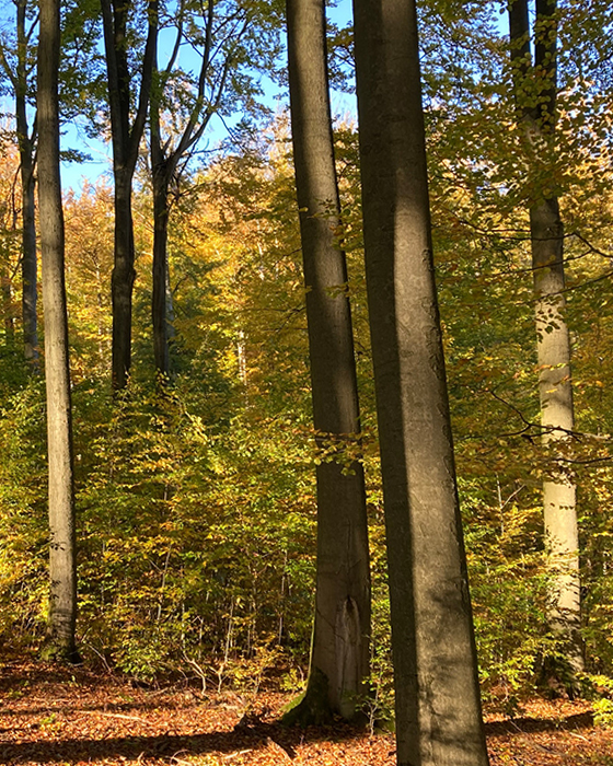 WaldFrieden-Hasenwinkel_5d6df9_750762c7e3bd4872a8af07fd1f39c9d6_mv2_web