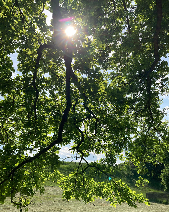 WaldFrieden-Hasenwinkel_5d6df9_b48fff67c9444fb89c9ccd6951474129_mv2_web