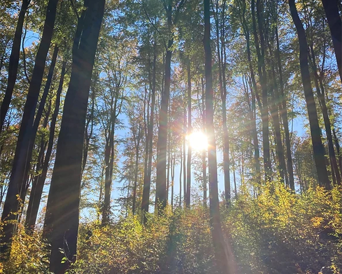 WaldFrieden Hasenwinkel