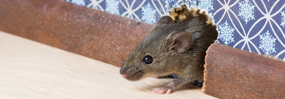 Regiolanda_Maeusebekaempfung-apesta-Braunschweig-Wolfsburg-Magdeburg-Goslar_titel