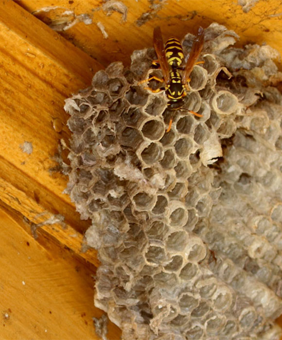 Wespenbekaempfung-apesta-Braunschweig-Wolfsburg-Magdeburg-Goslar_web