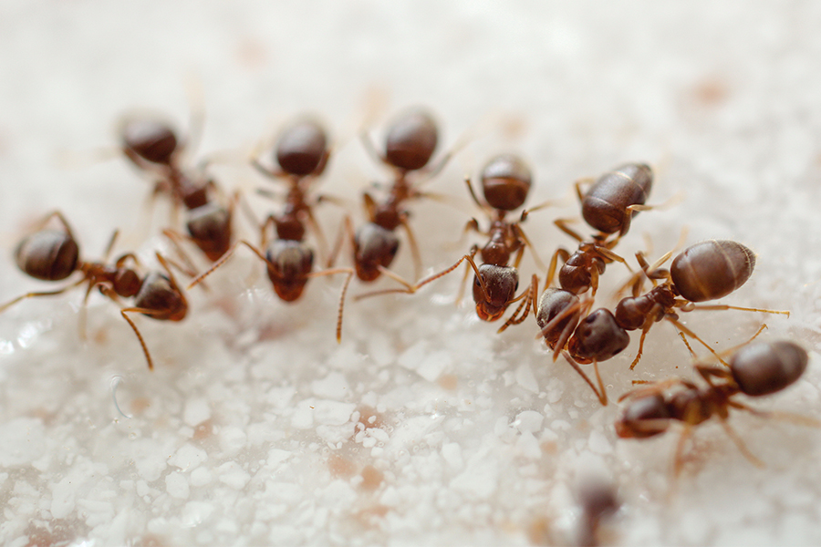 apesta Schädlingsmanagement